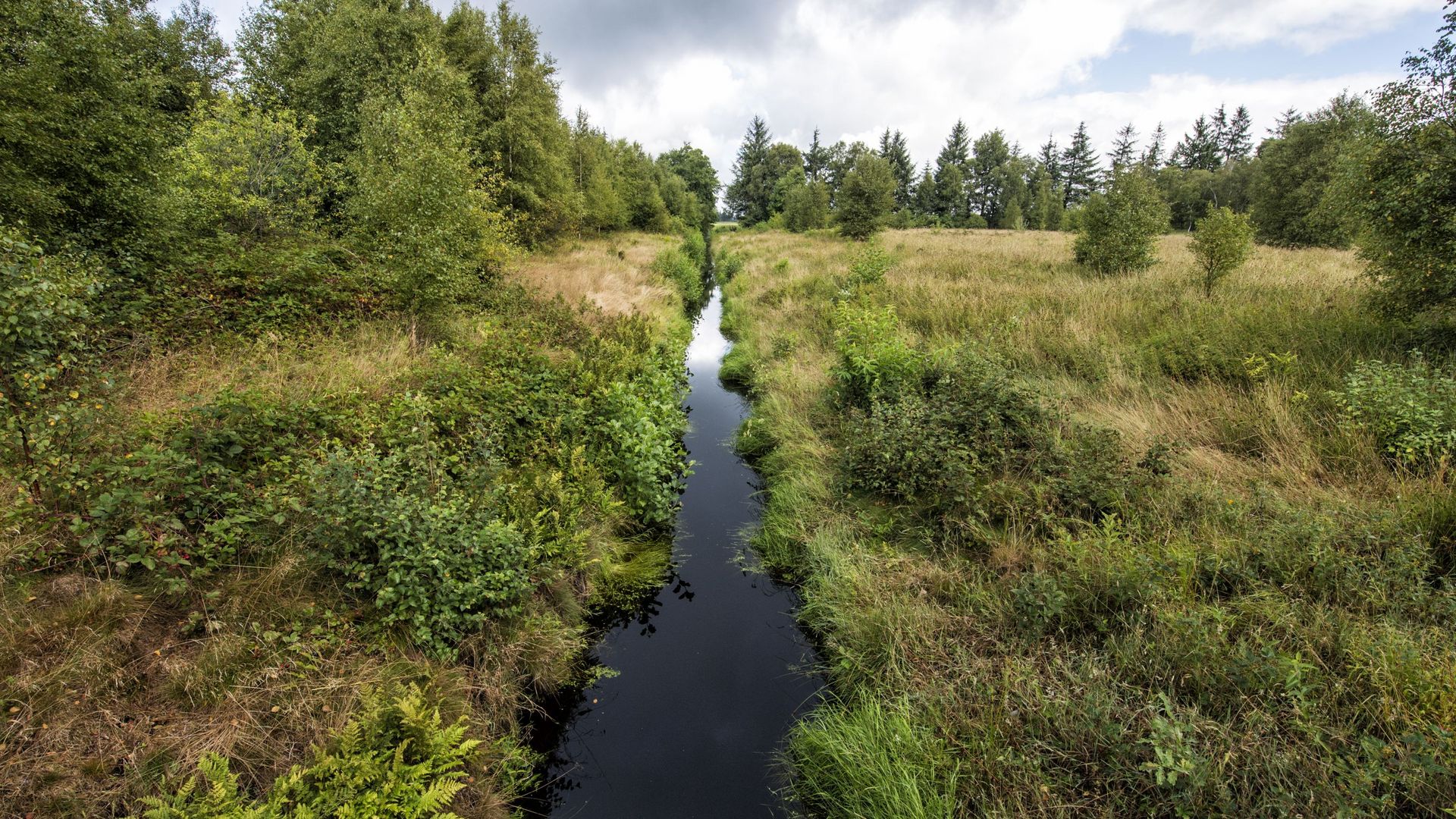 Moorlandschaft